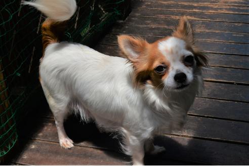 販売中のチワワ(ロングコート)の親犬